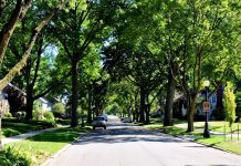 Citizen-match residential street tree planting program applications now being accepted