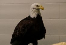 Fort Wayne Zoo to welcome bald eagle in patriotic summer debut
