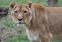 Training and specialized care leads to early diagnosis for Ina the lioness