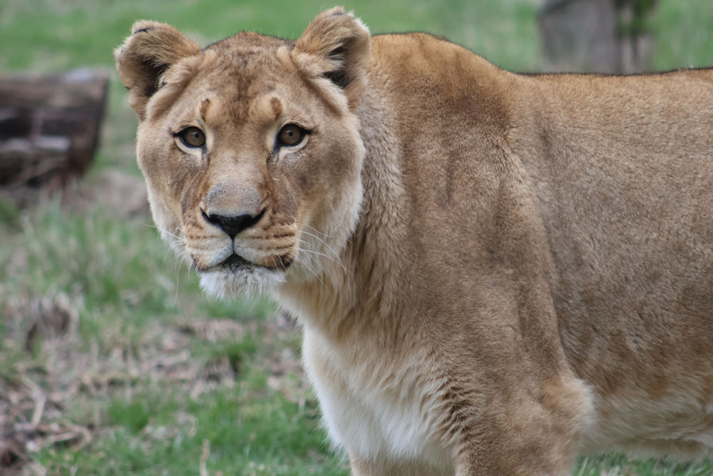 Training and specialized care leads to early diagnosis for Ina the lioness