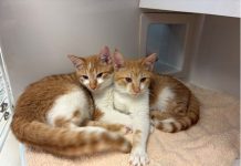 FWACC $4 feline adoption fees for “Pick Meowt” October promotion
